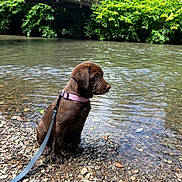 Lainey joined the competition — help win amazing prizes! bridge, canine, chocolate_labrador, collar, daylight, dog, greenery, leash, nature, outdoor, peaceful, pet, puppy, river, rocks, scenic, side_view, sitting, water, young_dog