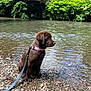 bridge, canine, chocolate_labrador, collar, daylight, dog, greenery, leash, nature, outdoor, peaceful, pet, puppy, river, rocks, scenic, side_view, sitting, water, young_dog