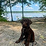 Lainey is registered to the contest to win money with this photo: animal, calm, chocolate_lab, clouds, dog, gravel, lake, leash, leaves, nature, outdoor, pet, puppy, rocks, shadows, sky, summer, sunlight, trees, water