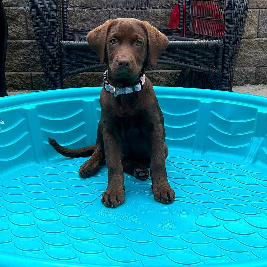Lainey joined the competition — help win amazing prizes! animal, background, blue, chocolate, collar, cute, dog, domestic_animal, kiddie_pool, labrador, outdoor, pet, plastic, playful, portrait, puppy, sitting, stone_wall, wicker_chair, young_dog