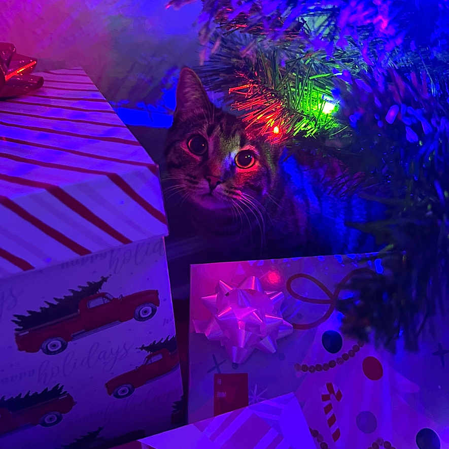 Celty joined the competition — help win amazing prizes! animal, box, car, cat, electronics, flare, furniture, laser, light, lighting, machine, nature, night, outdoors, pet, purple, transportation, urban, vehicle, wheel