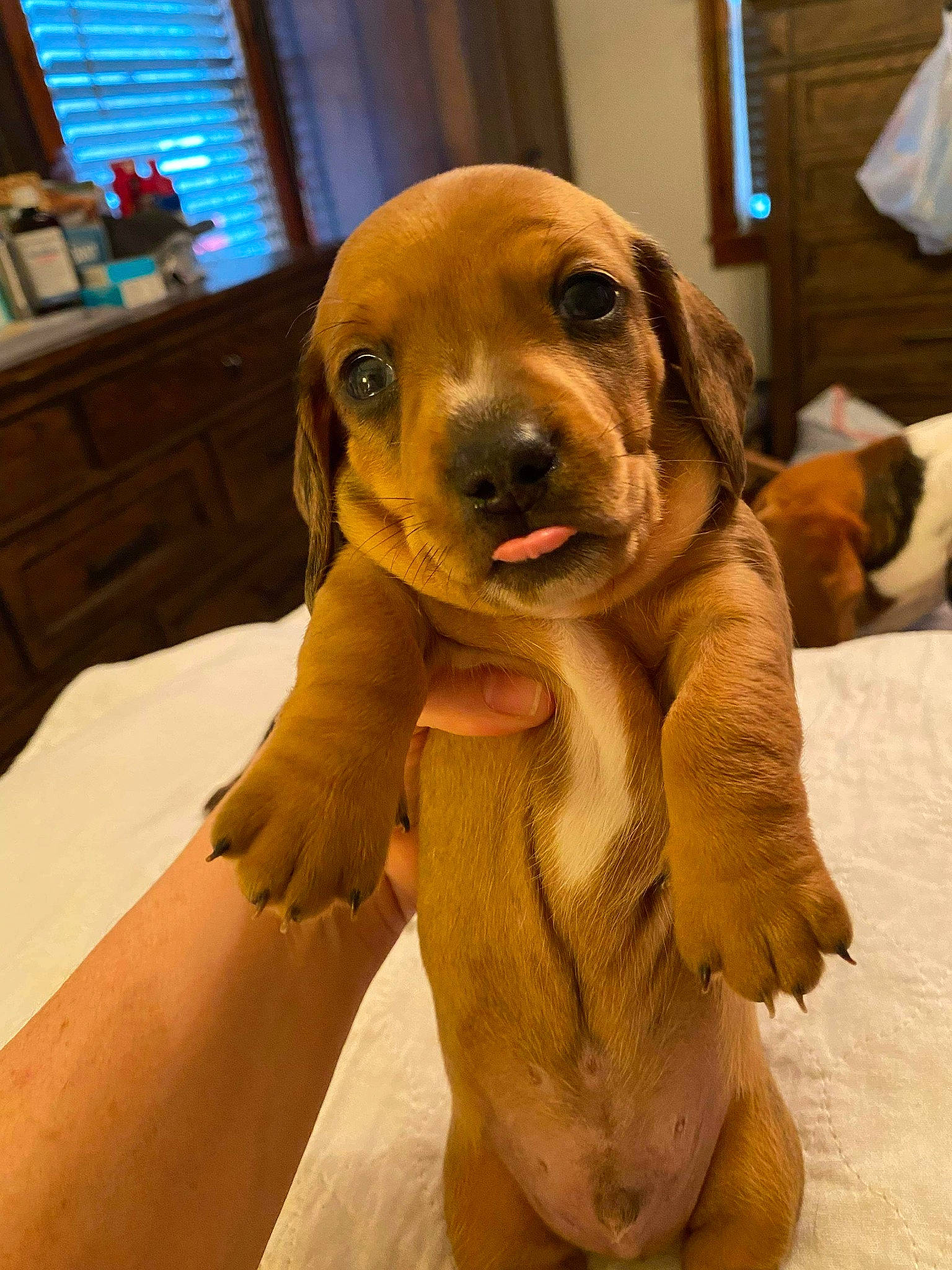 Tobee joined the competition — help win amazing prizes! cabinetry, carnivore, chest_of_drawers, companion_dog, cupboard, dog, dog_breed, drawer, dresser, fawn, flooring, fur, hound, liver, snout, sporting_group, whiskers, window, wood, working_animal