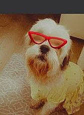 Emmy is registered to the contest to win money with this photo: beard, carnivore, companion_dog, dog, dog_breed, dog_collar, dog_supply, eyewear, facial_hair, fur, glasses, goggles, helmet, moustache, personal_protective_equipment, sporting_group, sunglasses, toy_dog, vision_care, working_animal