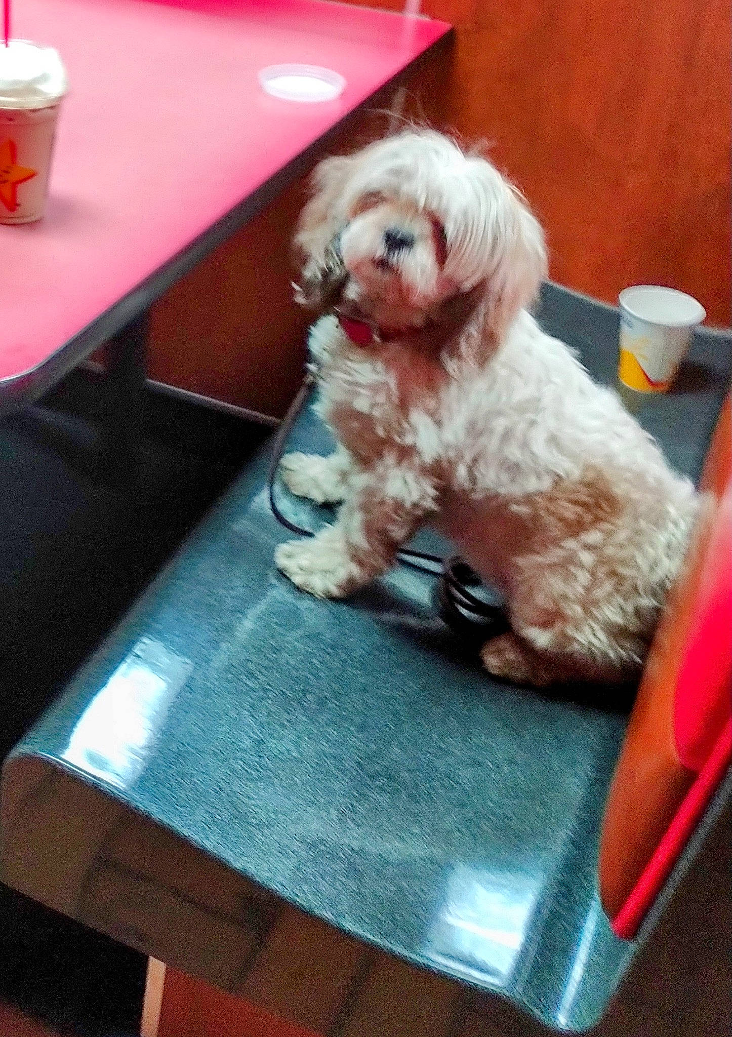 Emmy is registered to the contest to win money with this photo: canidae, carnivore, companion_dog, dog, dog_breed, dog_supply, flooring, fur, hardwood, labradoodle, poodle_crossbreed, sitting, small_terrier, sporting_group, table, tableware, terrier, toy_dog, wood, yorkipoo