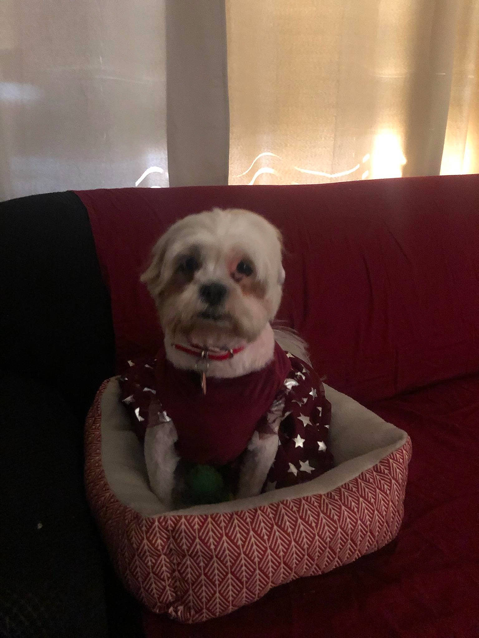 Emmy is registered to the contest to win money with this photo: canidae, carnivore, comfort, companion_dog, couch, dog, dog_breed, dog_clothes, dog_supply, fawn, fur, maltepoo, pet_supply, shih_tzu, small_terrier, snout, sporting_group, terrier, toy_dog, working_animal