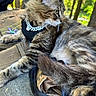 animal, background_blur, cat, chain, closeup, dragonfly, fur, greenery, harness, nature, outdoor, paw, pet, relaxed, resting, sunlight, tabby, tail, texture, whiskers