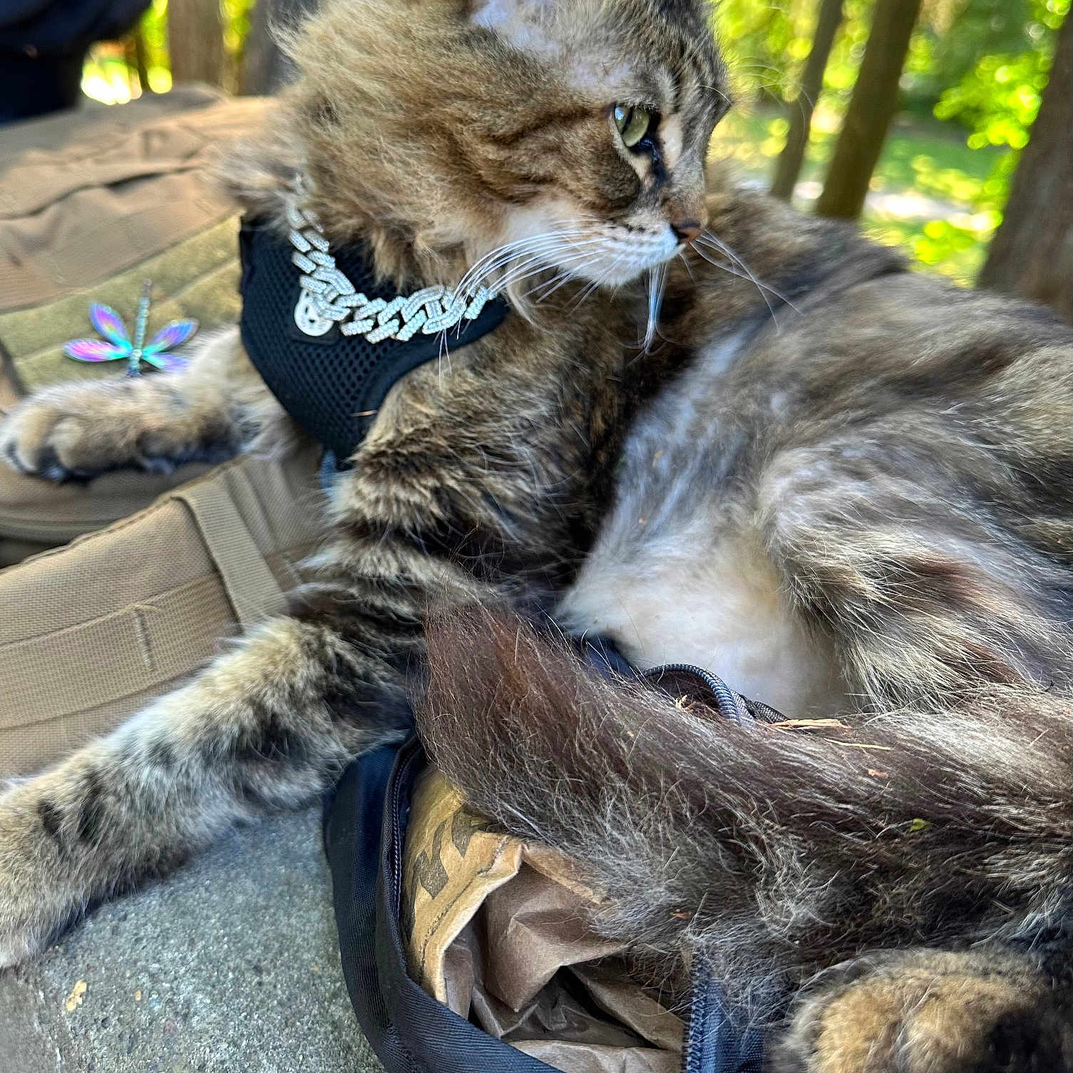 Jasper joined the competition — help win amazing prizes! animal, background_blur, cat, chain, closeup, dragonfly, fur, greenery, harness, nature, outdoor, paw, pet, relaxed, resting, sunlight, tabby, tail, texture, whiskers