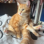 Goose is registered to the contest to win money with this photo: cat, orange_tabby, pet, animal, feline, indoor, blanket, bedroom, decorations, lights, door, furniture, curious, sitting, tail, paw, fur, cozy, domestic, cute