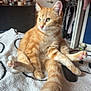 cat, orange_tabby, pet, animal, feline, indoor, blanket, bedroom, decorations, lights, door, furniture, curious, sitting, tail, paw, fur, cozy, domestic, cute