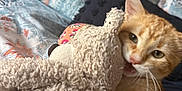 Goose is registered to the contest to win money with this photo: cat, orange_tabby, stuffed_animal, teddy_bear, bed, pillow, fabric, playful, pet, bite, whiskers, feline, cozy, indoor, animal, cute, soft, claws, fur, toy