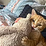 cat, orange_tabby, stuffed_animal, teddy_bear, bed, pillow, fabric, playful, pet, bite, whiskers, feline, cozy, indoor, animal, cute, soft, claws, fur, toy