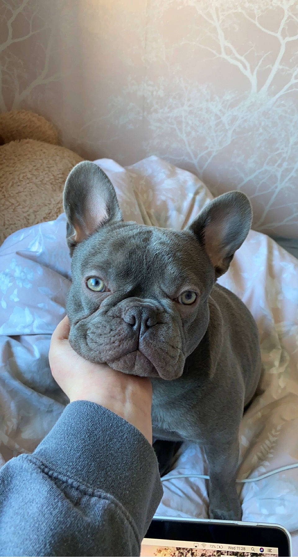 Frankie is registered to the contest to win money with this photo: bulldog, canidae, carnivore, comfort, companion_dog, dog, dog_breed, ear, fawn, french_bulldog, non_sporting_group, pug, puppy, snout, sporting_group, terrestrial_animal, toy_dog, whiskers, working_animal, wrinkle