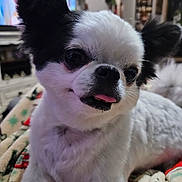 Louie joined the competition — help win amazing prizes! dog, pet, black_and_white, close_up, tongue_out, blanket, indoor, furniture, decorations, cute, small_dog, fur, animal, companion, resting, portrait, friendly, domestic, cozy, home