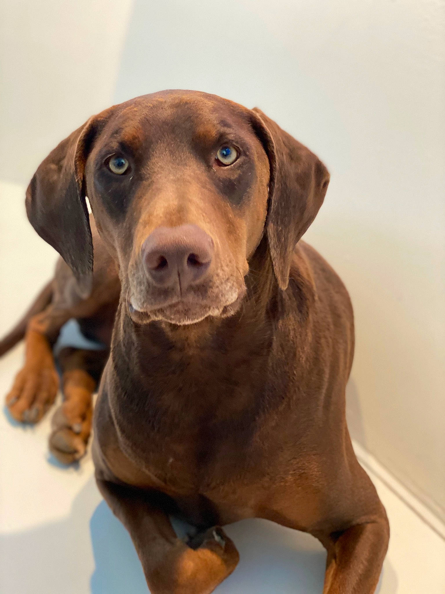 Grimlock is registered to the contest to win money with this photo: canidae, carnivore, companion_dog, dog, dog_breed, dog_collar, fawn, fur, gun_dog, hunting_dog, liver, pet_supply, snout, sporting_group, terrestrial_animal, whiskers, wood, working_animal