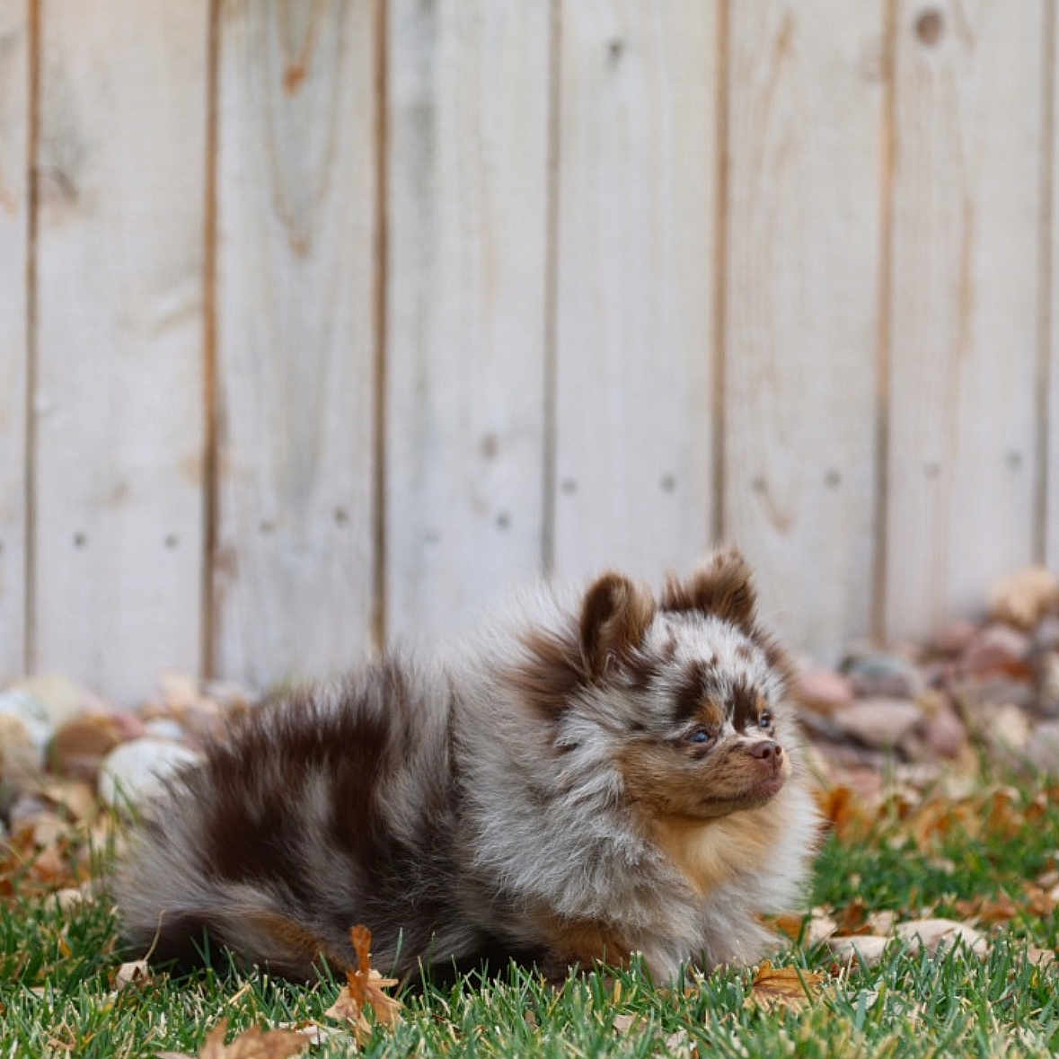 Coco is registered to the contest to win money with this photo: animal, black, brown, calm, cute, dog, fence, fluffy, grass, nature, outdoor, pet, puppy, side_view, small_dog, spotted, summer, white, wooden_fence, young_dog