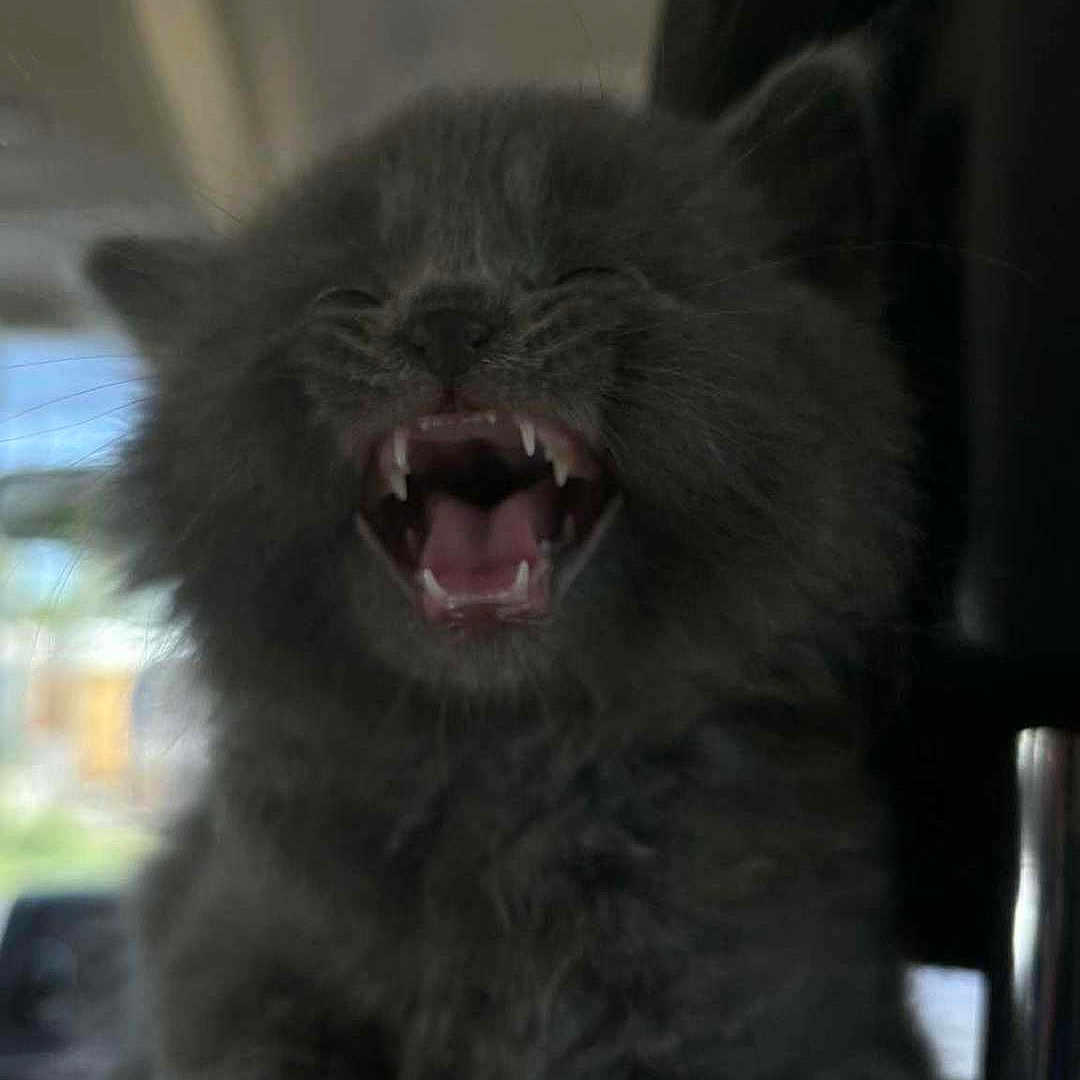 Furby joined the competition — help win amazing prizes! adorable, animal, closeup, cute, cute_pet, feline, fur, furry, gray_cat, indoor, kitten, mammal, mouth_open, paw, pet, sleepy, small, teeth, whiskers, young_animal