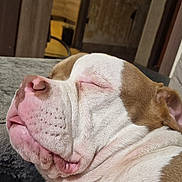 Ivar participe au concours pour gagner de l'argent avec cette photo : animal, brown_and_white, canine, close_up, companion, couch, cozy, dog, domestic, ears, face, fur, indoors, pet, portrait, quiet, relaxed, resting, sleeping, snout