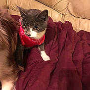 Vidar is registered to the contest to win money with this photo: animal, beige_couch, blanket, cat, couch, cozy, curious, domestic_cat, feline, furry_companion, gray_cat, home, indoor, maroon_blanket, pet, red_harness, relaxing, soft_texture, warm, white_paws