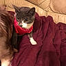 animal, beige_couch, blanket, cat, couch, cozy, curious, domestic_cat, feline, furry_companion, gray_cat, home, indoor, maroon_blanket, pet, red_harness, relaxing, soft_texture, warm, white_paws