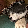 animal, cat, closeup, comfort, cozy, cute, face, fur, hat, houndstooth, indoor, nap, paw, person, pet, resting, sleeping, soft, warm, whiskers