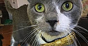 Vidar is registered to the contest to win money with this photo: animal, attention, cat, close_up, curious, cute, domestic_cat, feline, fur, gold_bow_tie, gray_cat, green_eyes, household, indoor, living_room, pet, playful, portrait, whiskers, white_paws