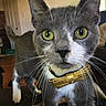 animal, attention, cat, close_up, curious, cute, domestic_cat, feline, fur, gold_bow_tie, gray_cat, green_eyes, household, indoor, living_room, pet, playful, portrait, whiskers, white_paws