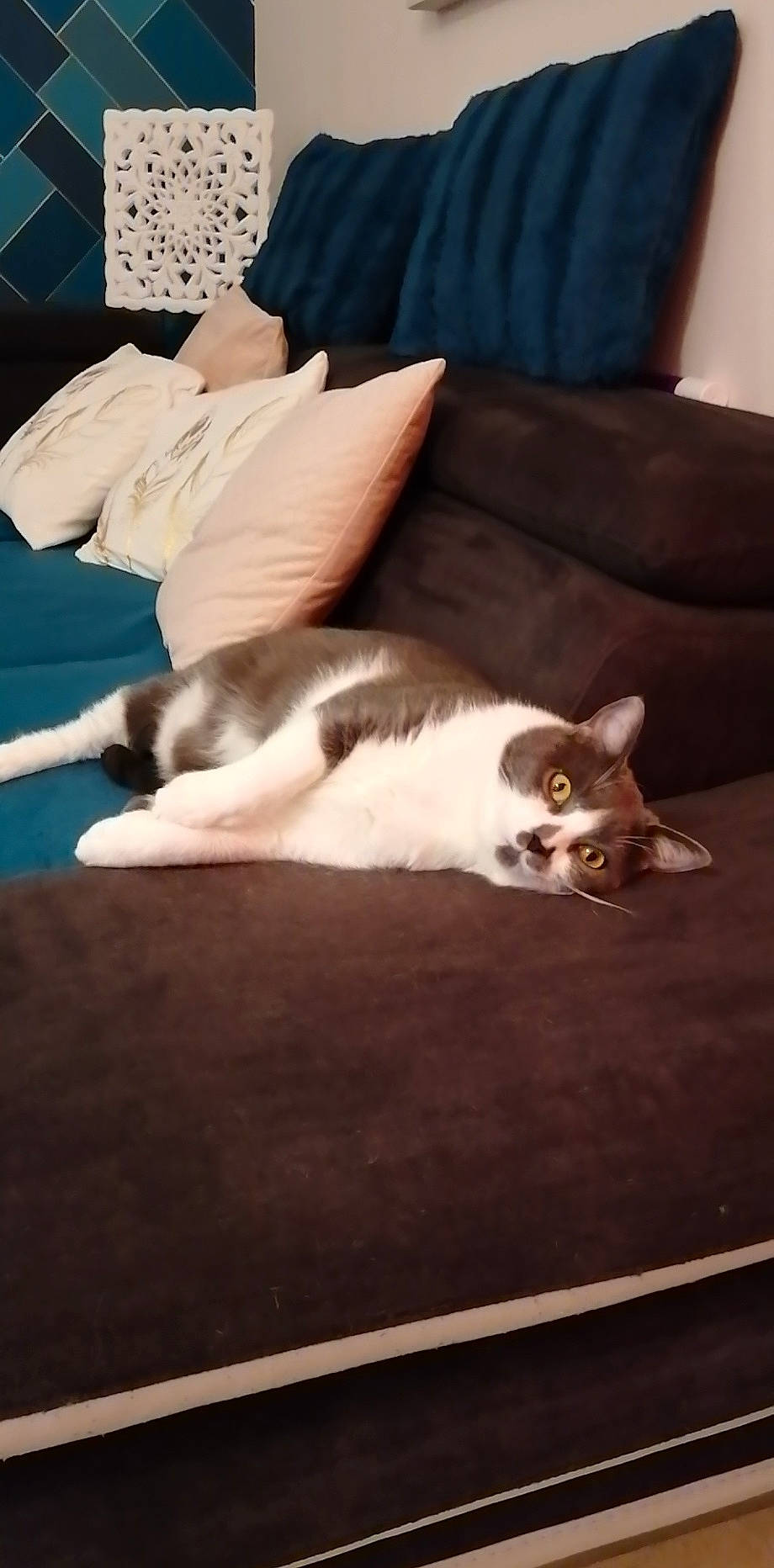 Babou a rejoint le concours — aidez-le/la à gagner de superbes lots ! aegean_cat, carnivore, cat, felidae, fur, furniture, kitten, paw, small_to_medium_sized_cats, table, tail, whiskers