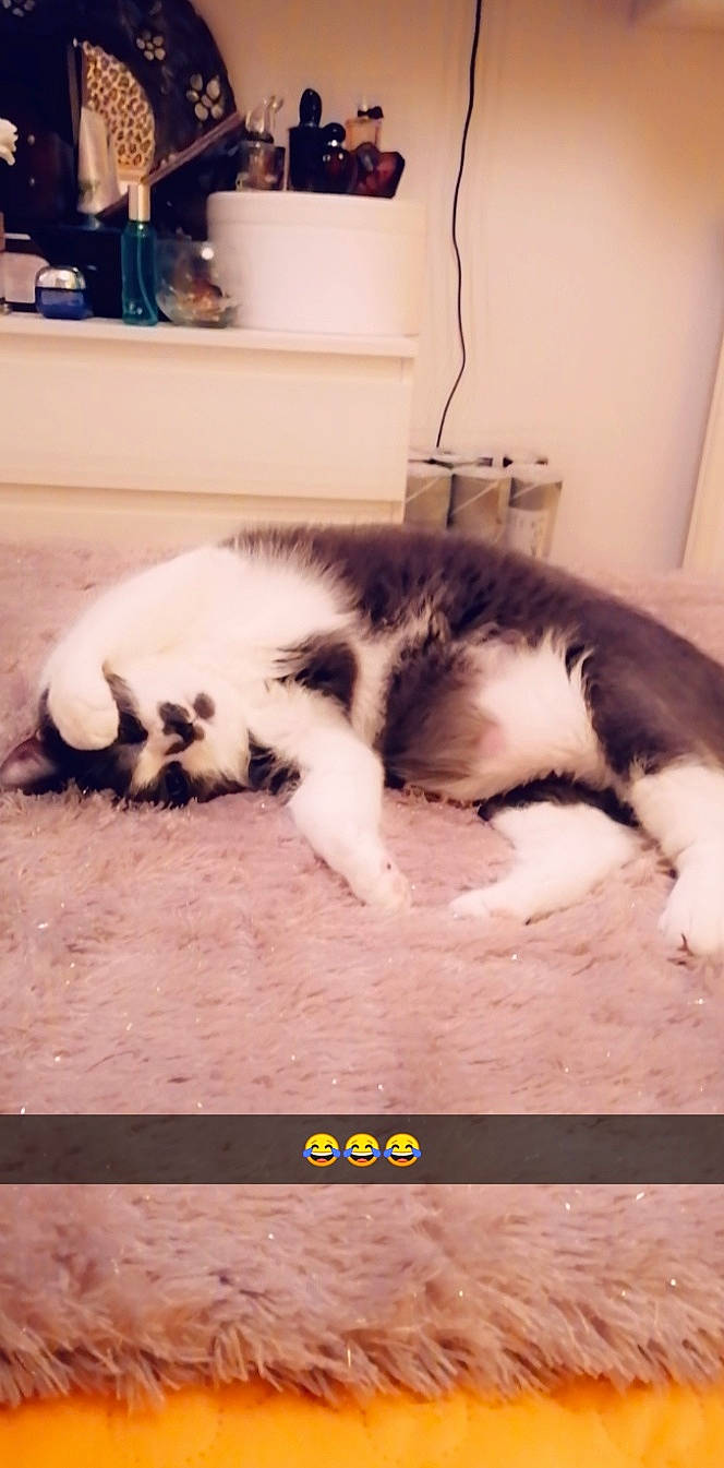 Babou participe au concours pour gagner de l'argent avec cette photo : canidae, carnivore, cat, felidae, fur, kitten, paw, photo_caption, small_to_medium_sized_cats, tail, whiskers