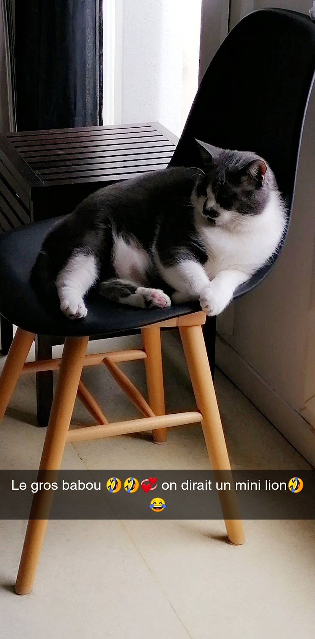 Babou participe au concours pour gagner de l'argent avec cette photo : black_and_white, carnivore, cat, chair, domestic_short_haired_cat, felidae, furniture, kitten, leg, norwegian_forest_cat, photo_caption, photography, small_to_medium_sized_cats, table, tail, whiskers