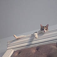 Monalisa joined the competition — help win amazing prizes! cat, furniture, headboard, indoor, pet, animal, relaxed, paws, white, gray, orange, curious, looking, resting, up_high, wall, decor, cozy, domestic, lazy