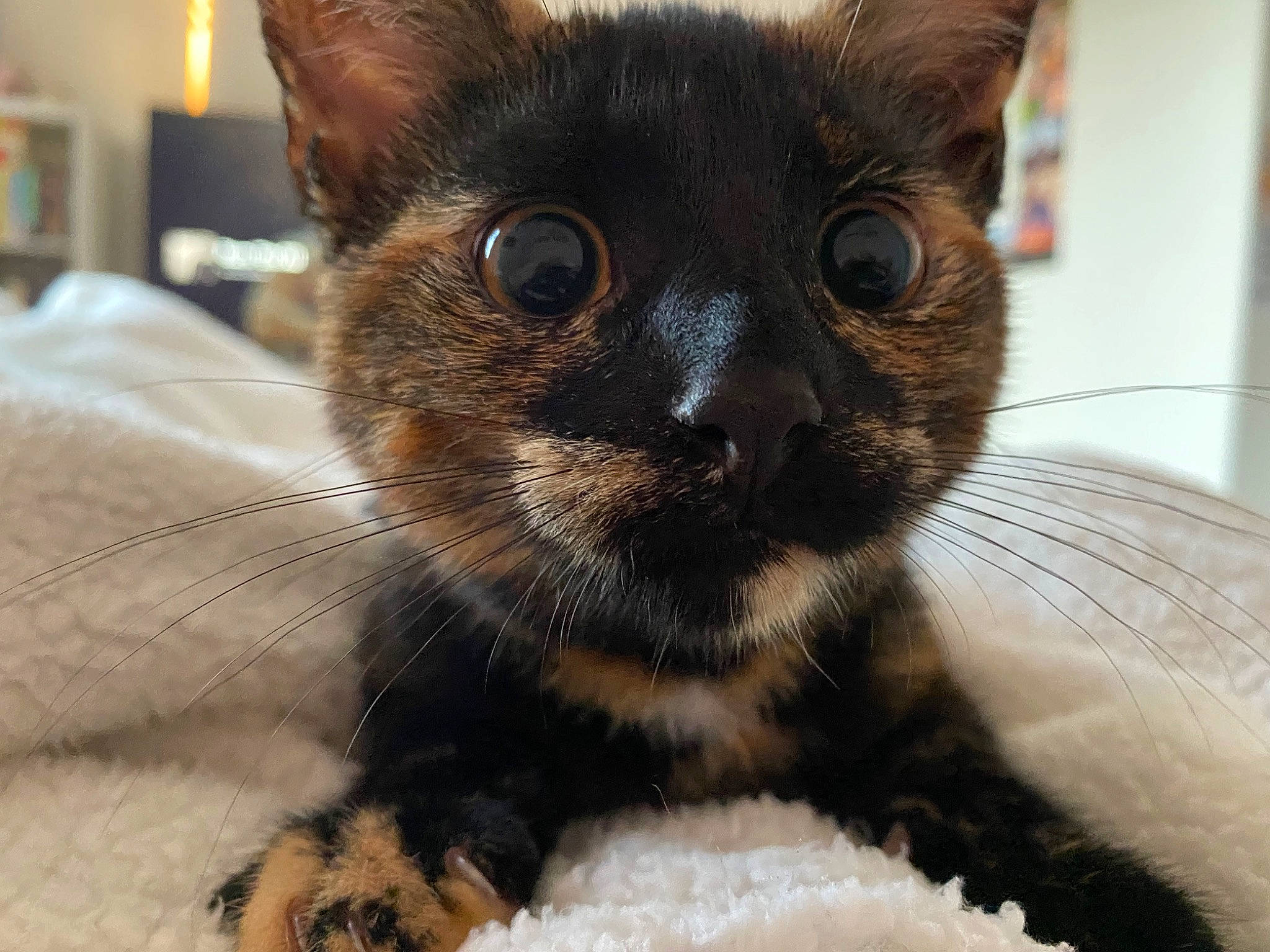 Willow is registered to the contest to win money with this photo: balinese, carnivore, cat, close_up, domestic_short_haired_cat, ear, eye, eyelash, fawn, felidae, fur, head, paw, siamese, small_to_medium_sized_cats, snout, whiskers