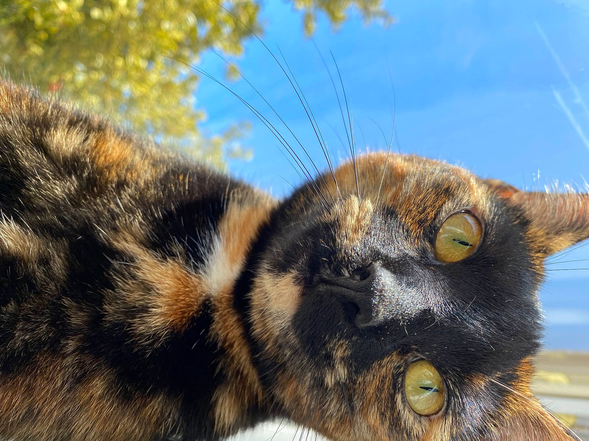 Willow is registered to the contest to win money with this photo: arthropod, carnivore, cat, close_up, domestic_short_haired_cat, eye, fawn, felidae, fur, grass, paw, plant, sky, small_to_medium_sized_cats, snout, tail, terrestrial_animal, tree, twig, whiskers
