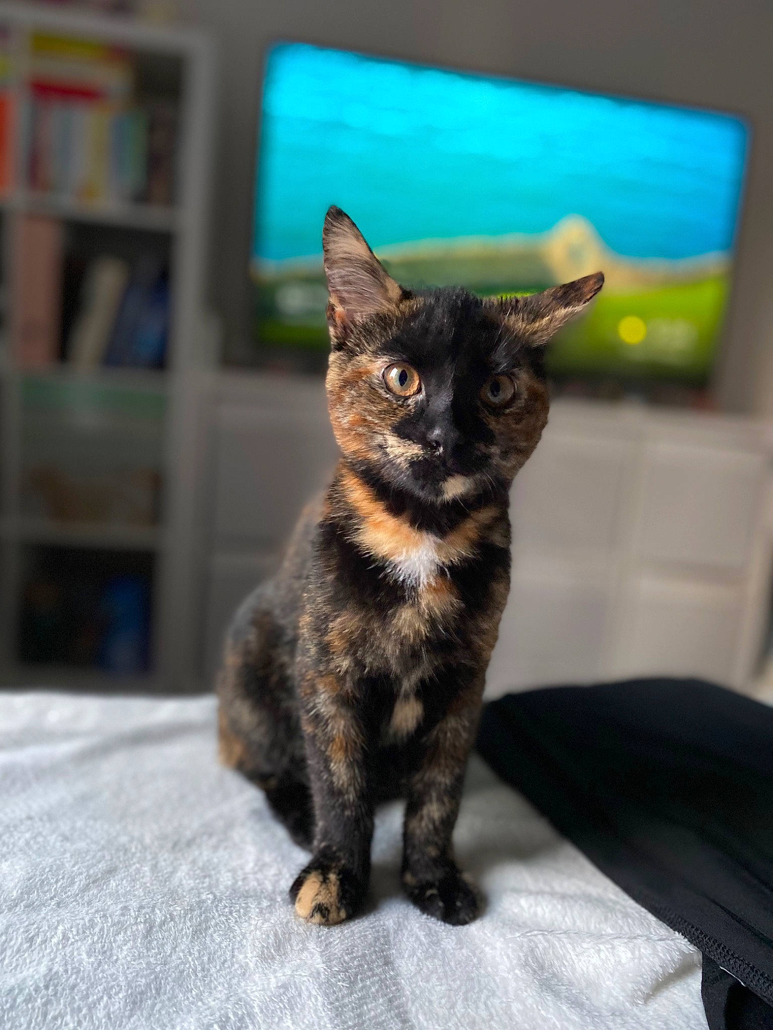 Willow is registered to the contest to win money with this photo: bookcase, carnivore, cat, claw, comfort, domestic_short_haired_cat, felidae, fur, paw, shelf, small_to_medium_sized_cats, snout, tail, terrestrial_animal, whiskers