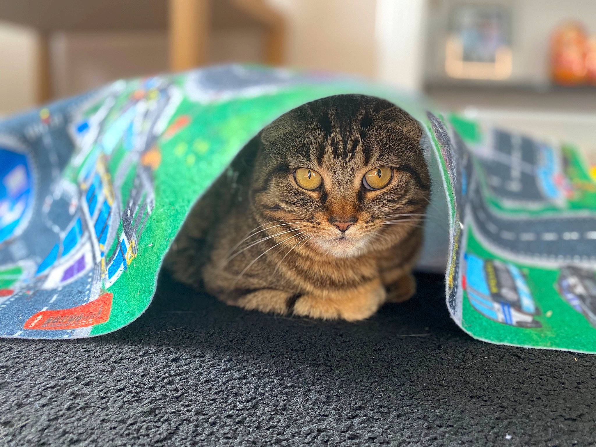 Lily is registered to the contest to win money with this photo: art, carnivore, cat, domestic_short_haired_cat, felidae, flooring, fur, pattern, paw, sitting, small_to_medium_sized_cats, snout, tail, terrestrial_animal, visual_arts, whiskers, wood