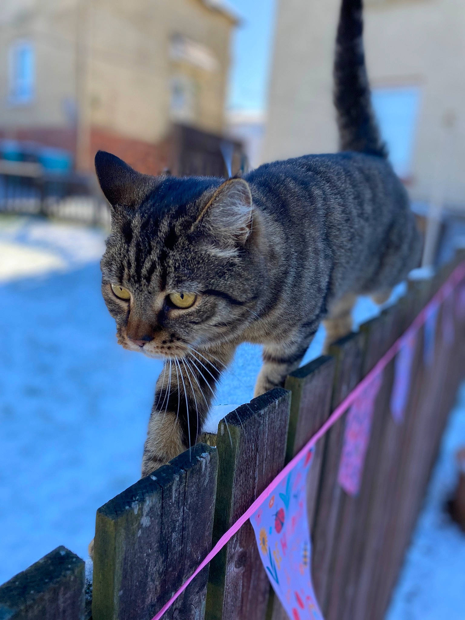 Lily joined the competition — help win amazing prizes! carnivore, cat, claw, domestic_short_haired_cat, electric_blue, felidae, fur, grass, rope, sitting, small_to_medium_sized_cats, snout, tail, terrestrial_animal, tree, whiskers, wildlife, wood