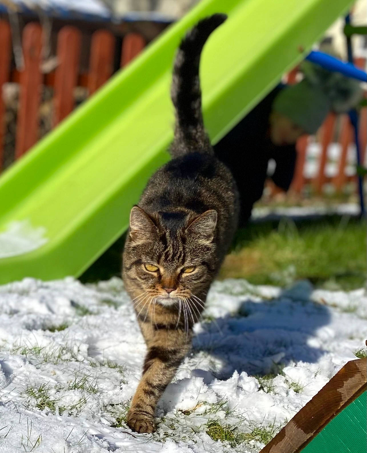 Lily joined the competition — help win amazing prizes! carnivore, cat, domestic_short_haired_cat, eye, felidae, fur, grass, plant, road_surface, shade, sitting, small_to_medium_sized_cats, snout, soil, tail, terrestrial_animal, tree, whiskers, wildlife, wood