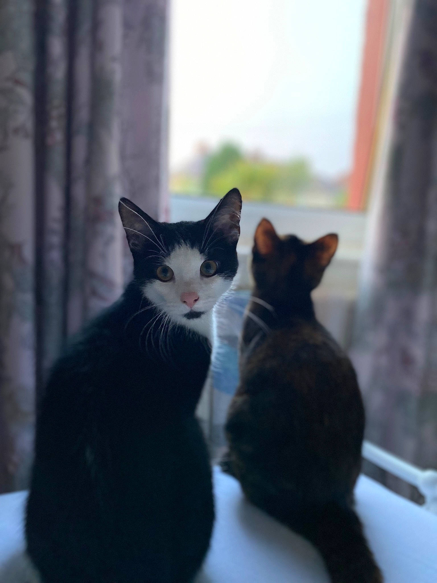 Bubbles is registered to the contest to win money with this photo: carnivore, cat, domestic_short_haired_cat, felidae, fur, grey, monochrome_photography, paw, small_to_medium_sized_cats, tail, tree, whiskers, window, wood