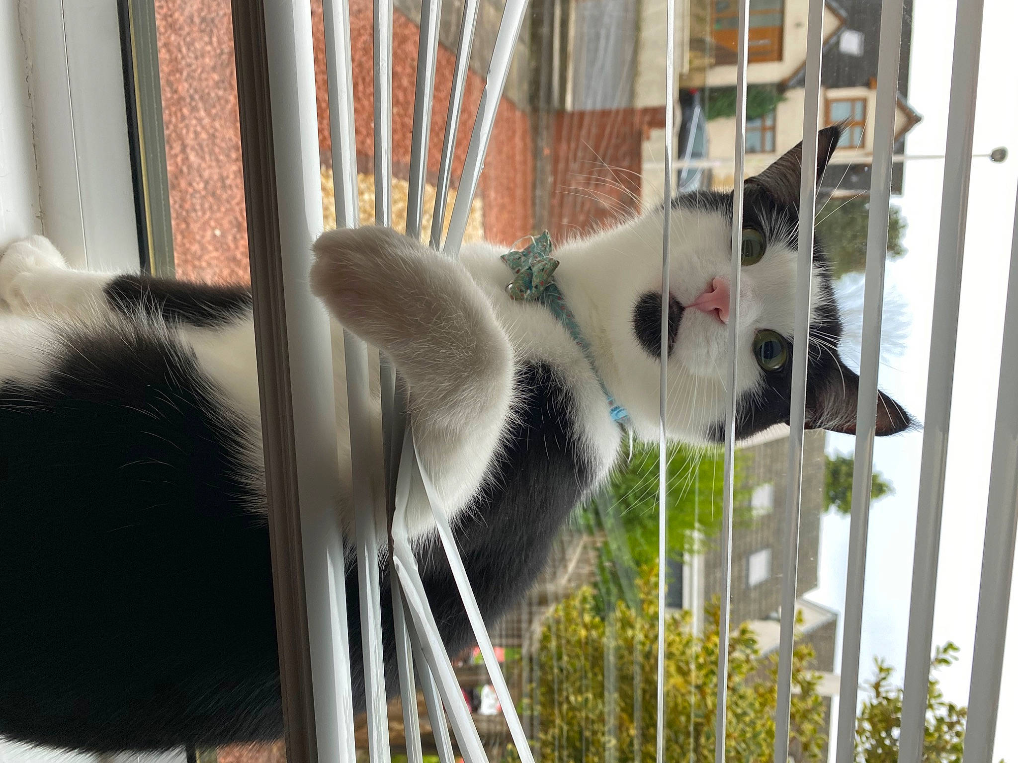 Bubbles joined the competition — help win amazing prizes! animal_shelter, art, automotive_wheel_system, beak, bird, cage, door, feather, fur, grass, mammal, metal, plant, tail, tree, twig, wildlife, window, wing