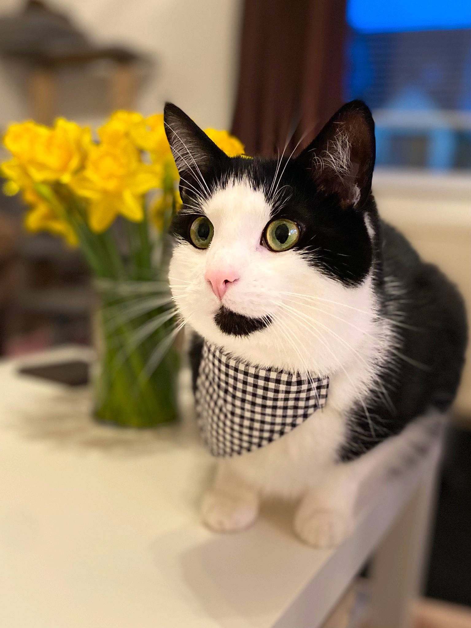 Bubbles is registered to the contest to win money with this photo: artificial_flower, carnivore, cat, collar, domestic_short_haired_cat, felidae, flower, flower_arranging, flowerpot, fur, grass, houseplant, pet_supply, petal, plant, small_to_medium_sized_cats, snout, tail, toy, whiskers
