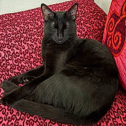 Berlioz participe au concours pour gagner de l'argent avec cette photo : animal, black_cat, black_fur, cat, chair, cushion, ears, feline, home_decor, indoors, lounging, patterned_fabric, pet, pink, portrait, relaxed, sitting, sleeping, tail, whiskers