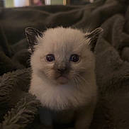 Biggie joined the competition — help win amazing prizes! kitten, cat, animal, pet, fur, cute, cozy, blanket, indoor, small, young, whiskers, ears, eyes, face, soft, mammal, domestic_animal, comfort, resting