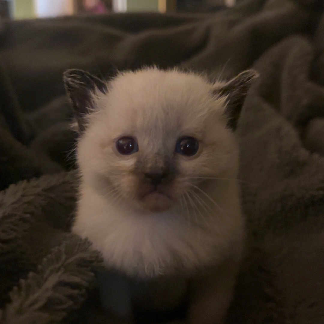 Biggie joined the competition — help win amazing prizes! kitten, cat, animal, pet, fur, cute, cozy, blanket, indoor, small, young, whiskers, ears, eyes, face, soft, mammal, domestic_animal, comfort, resting