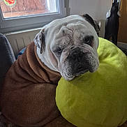 Pimousse participe au concours pour gagner de l'argent avec cette photo : animal, brown, bulldog, companion, cozy, cushion, cute, dog, domestic, face, fur, home, indoor, looking, pet, pillow, relaxed, resting, white, window