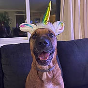 Lucy joined the competition — help win amazing prizes! dog, pet, unicorn_headband, horn, costume, ears, tongue, smile, brown_coat, collar, sitting, couch, indoor, window, curtains, portrait, close_up, happy, animal, furniture