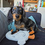 Knacki a rejoint le concours — aidez-le/la à gagner de superbes lots ! animal, black, brown, couch, cute, dachshund, dog, ears, eyes, face, fur, home, indoor, living_room, nose, pet, plush, puppy, sitting, toy
