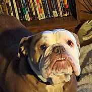 Minnie is registered to the contest to win money with this photo: dog, bulldog, pet, portrait, close_up, indoor, book_shelf, dvds, wooden_furniture, blanket, couch, collar, wrinkles, teeth, face, brown_coat, white_markings, staring, nostrils, low_light
