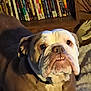 dog, bulldog, pet, portrait, close_up, indoor, book_shelf, dvds, wooden_furniture, blanket, couch, collar, wrinkles, teeth, face, brown_coat, white_markings, staring, nostrils, low_light