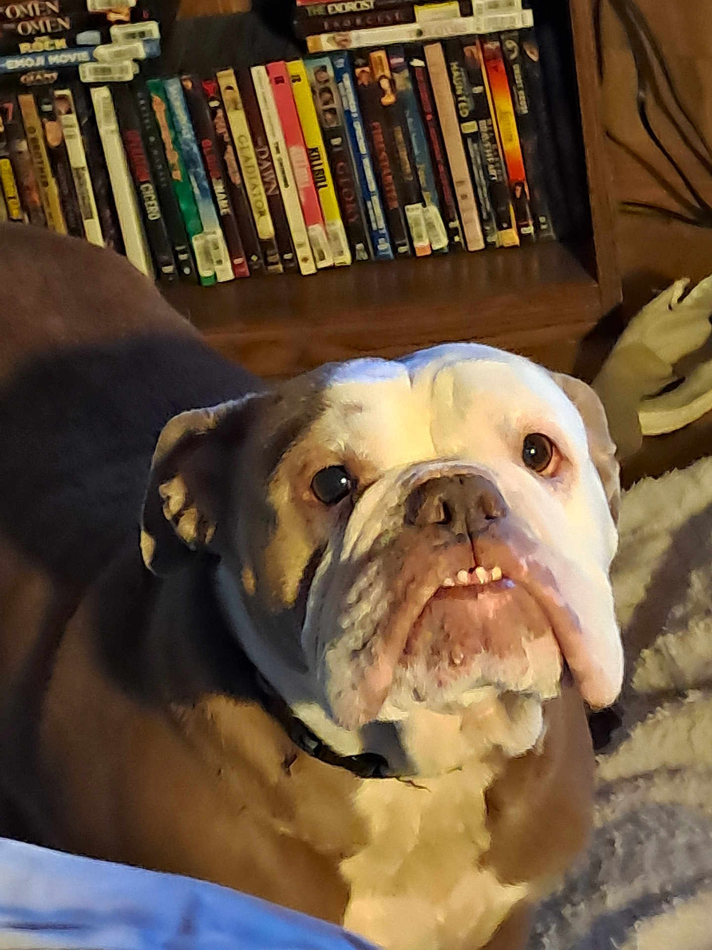 Minnie is registered to the contest to win money with this photo: dog, bulldog, pet, portrait, close_up, indoor, book_shelf, dvds, wooden_furniture, blanket, couch, collar, wrinkles, teeth, face, brown_coat, white_markings, staring, nostrils, low_light