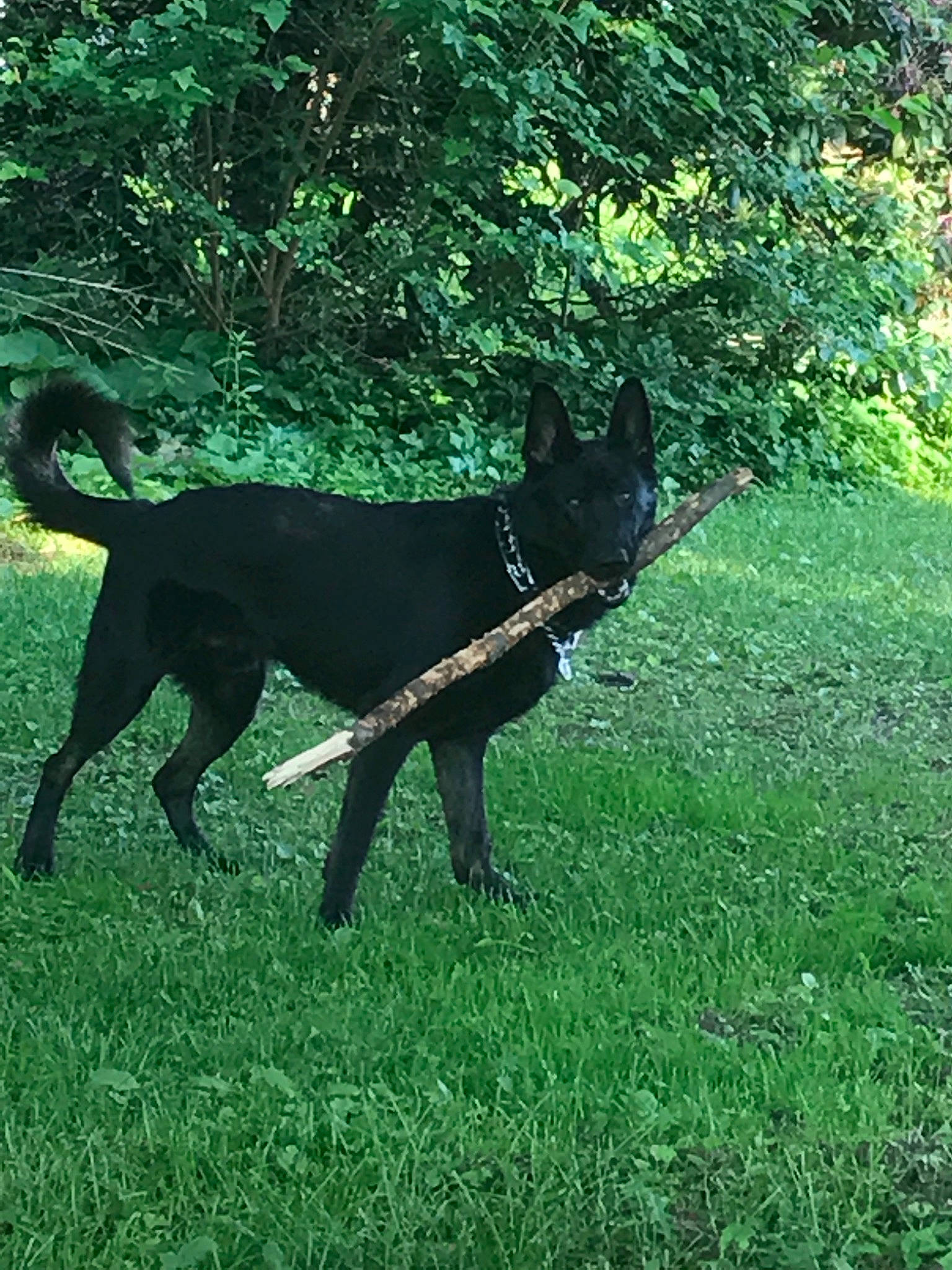 Brody is registered to the contest to win money with this photo: australian_kelpie, black_norwegian_elkhound, borador, canidae, canis_panther, carnivore, dog, dog_breed, formosan_mountain_dog, green, guard_dog, hunting_dog, kai_ken, mammal, patterdale_terrier, plant, sporting_group, tail, vertebrate, working_dog