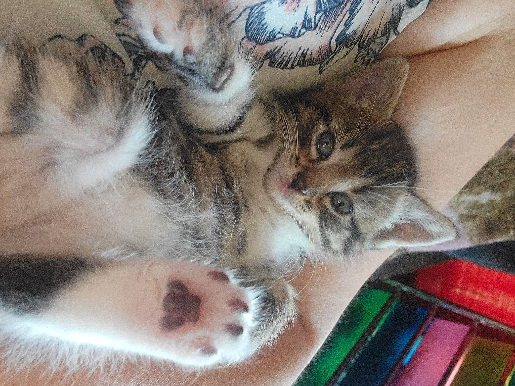 Rosey is registered to the contest to win money with this photo: carnivore, cat, claw, domestic_short_haired_cat, ear, felidae, fur, gesture, nail, pattern, paw, plant, small_to_medium_sized_cats, snout, tail, whiskers